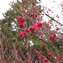 咲き始めの紅梅花弁がとても綺麗