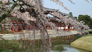 【平等院】遠すぎ遠すぎ遠すぎ～(笑)