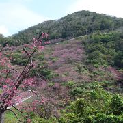 もとぶ八重岳桜まつりは日本一の桜です。