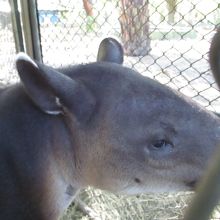 ティピア（Tapir）