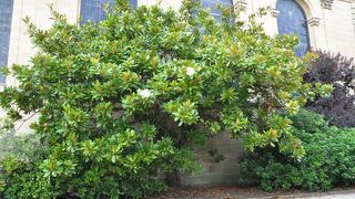 ハリーポッターの撮影で使われた庭