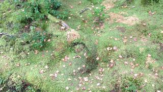 みどころたくさん