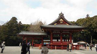 イチョウに若木が育っています