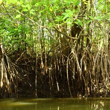 干潮時のマングローブ