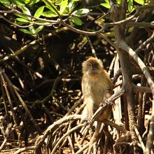 マングローブの森で出会った猿