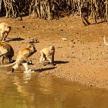 猿がたくさん集まってきた！