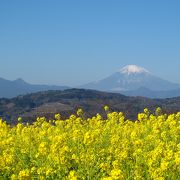 菜の花の向こうに富士山?　いつ来ても絶景