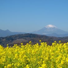 菜の花の向こうに富士山