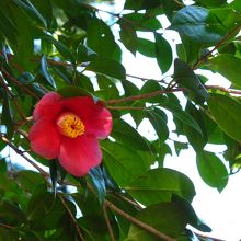 途中の道には葉影に咲く椿が