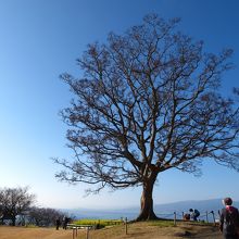 山頂広場には存在感のあるエノキが聳えています