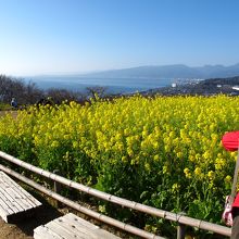丹精された菜の花