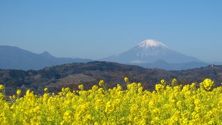 菜の花の向こうに富士山?　いつ来ても絶景