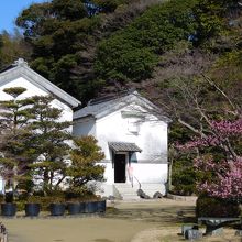 一の蔵、二の蔵の前の梅は開花しています。