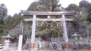 巨大杉の木が迎えてくれる