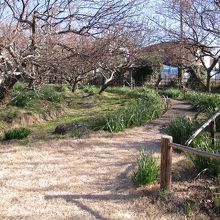 梅園の散策路