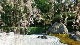 枯山水庭園と垂れ桜