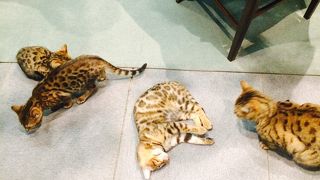 ベンガル猫とたわむれる