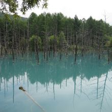 近くにある白金青い池です．そこまで綺麗とは思わなかったけど･