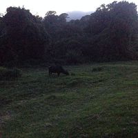 お部屋のテラスに遊びに来たヌー