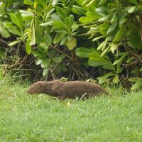 マングース！