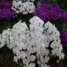 蘭が溢れる会場内　感動する綺麗さです　見事な胡蝶蘭