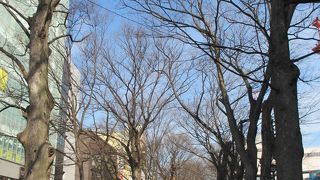 天然記念物です