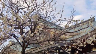 普段は静かな境内が、この季節はたいへん混雑してました