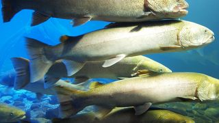 山なのに水族館？