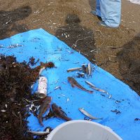 地引網で獲れたお魚達