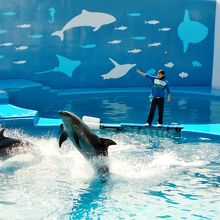 イルカのショー