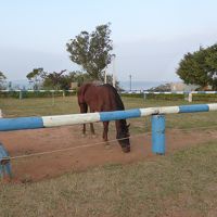 ホテルのオーナーが飼育する馬。厩舎がホテル前にあります。