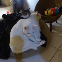 飼猫。真ん中の白いのは，子供。可愛い♪