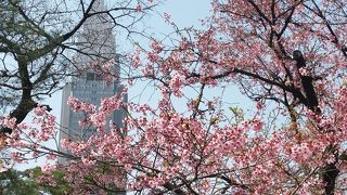 桜が綺麗でした‼