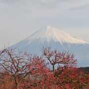 岩本山の梅と富士山