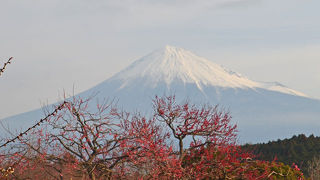 岩本山の梅と富士山