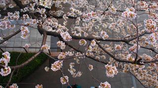 上から見る桜が楽しめた霧笛橋