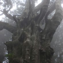 神代杉　樹勢回復の為　寄生木が伐採されたあとの姿