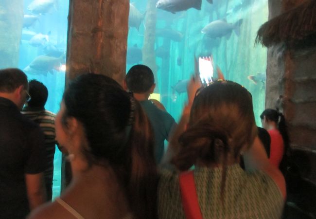 サンパウロ水族館