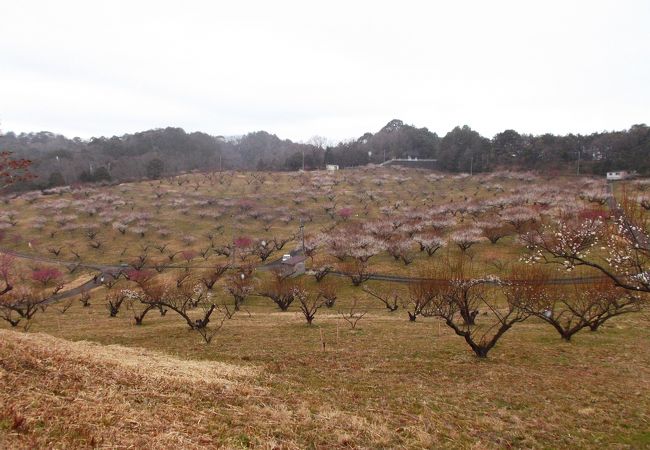 豊岡梅園