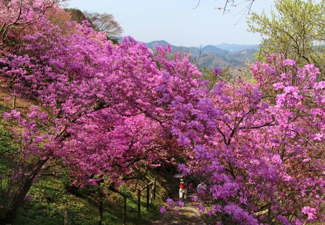 岩根山ツツジ園