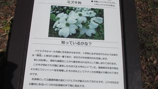 白い花びらのようなものは実は葉なのだそうです