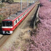 河津桜、2016年は2月20頃が満開？