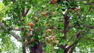 沢山のギンナンの実をつけた三島の銀杏並木