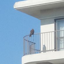 たかも羽を休めて日向ぼっこです