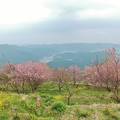 桑田山の雪割り桜