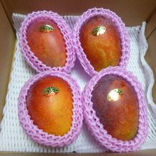 郵送で届いたマンゴー。