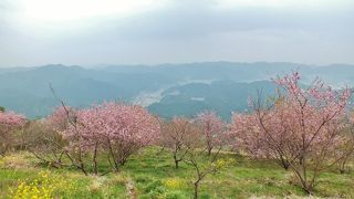 桑田山の雪割り桜