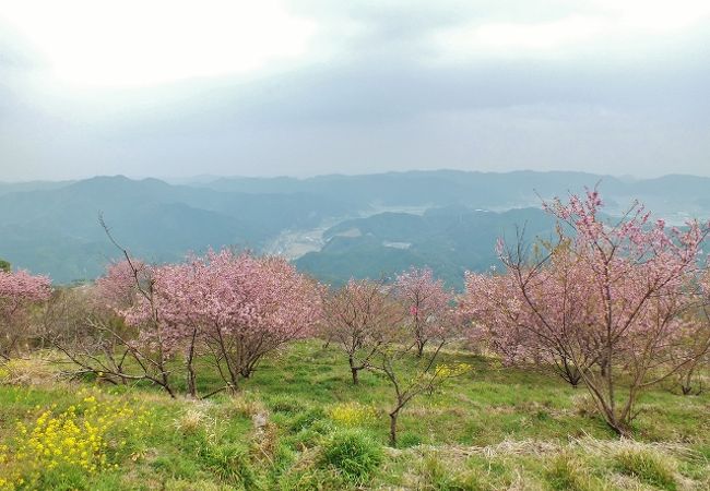 桑田山の雪割り桜