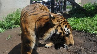 近い近い！怖い！