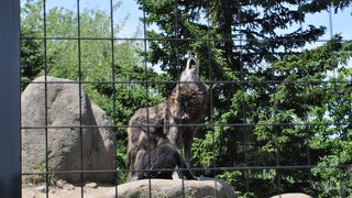 遠吠えが迫力ありました